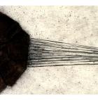 Hyperion | Dirge. Musicien