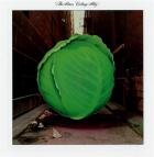 Cabbage alley | The Meters. Musicien