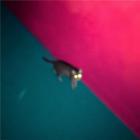 Wallop | Chk Chk Chk. Musicien