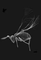 Insectes, la physique du petit