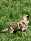 Ventoux, le retour du loup