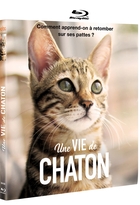 Une vie de chaton