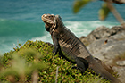 Caraïbes sauvages, les rivages de la biodiversité