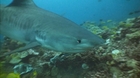 Ile de la Réunion : le mystère des requins