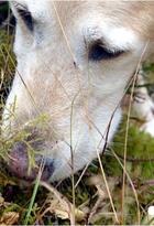 360° Géo - 350 : Des chiens sur la piste des loups