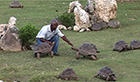 Des tortues et des Hommes