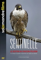 Sentinelle, le destin du faucon pèlerin