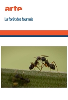 Forêt des fourmis (La)