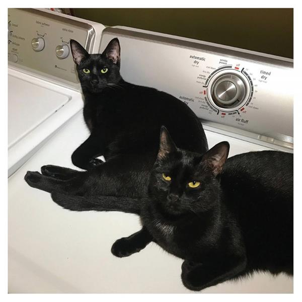 Sons of | Sam Prekop. Interprète