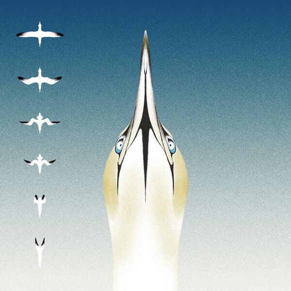 Sula bassana | Christophe Panzani (1975-....). Interprète