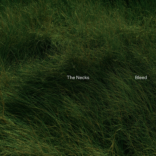 Bleed | The Necks. Musicien