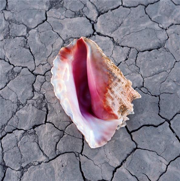 Wonderful wonderful | The Killers. Musicien