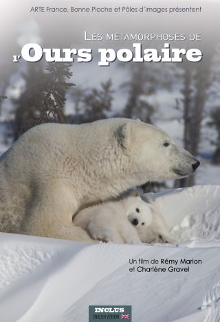 Les Métamorphoses de l'ours polaire