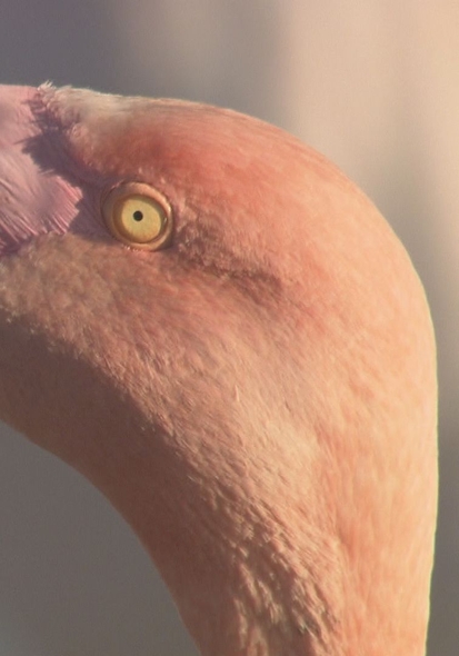 couverture de : Au coeur des parcs naturels r&eacute;gionaux de France